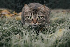 cat, tabby, field-5778777.jpg