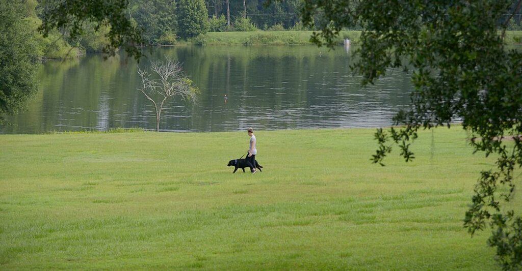 Alligator Safety - Image of Outdoor recreation, wildlife safety tips