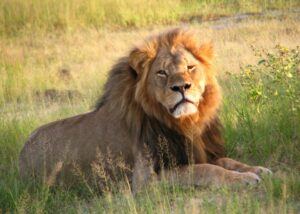 File:Cecil the lion at Hwange National Park (4516560206).jpg - Image of National Parks, A group of c